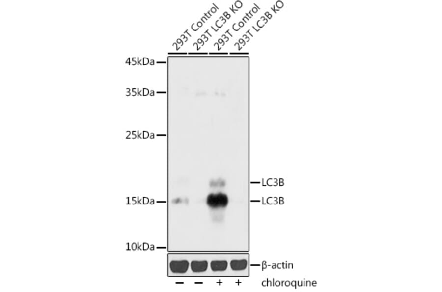 Western Blot - Anti-LC3B Antibody (A80423) - Antibodies.com