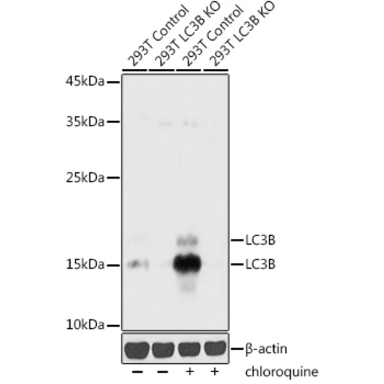 Western Blot - Anti-LC3B Antibody (A80423) - Antibodies.com