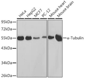 Western Blot - Anti-alpha Tubulin Antibody (A80425) - Antibodies.com