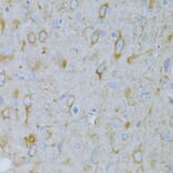 Immunohistochemistry - Anti-alpha Tubulin Antibody (A80425) - Antibodies.com