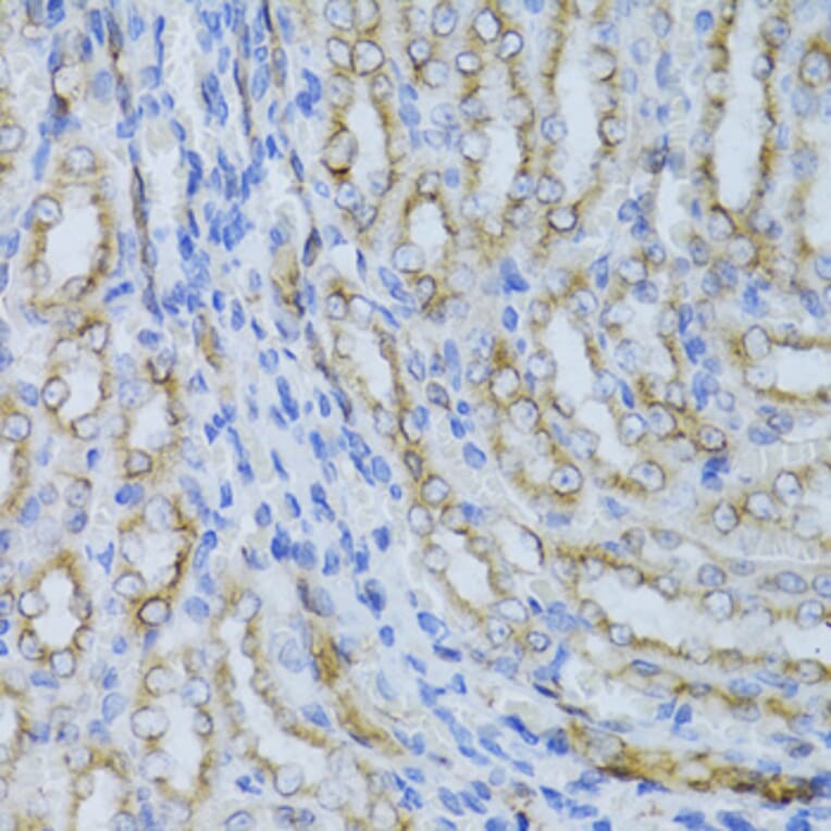 Immunohistochemistry - Anti-alpha Tubulin Antibody (A80425) - Antibodies.com