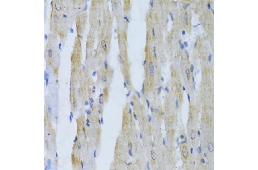 Immunohistochemistry - Anti-alpha Tubulin Antibody (A80425) - Antibodies.com
