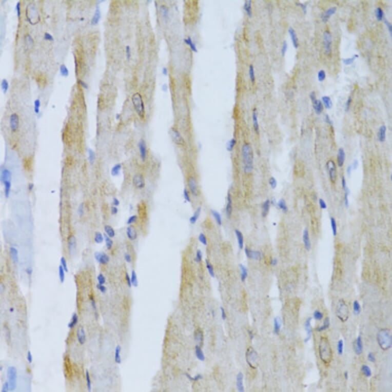 Immunohistochemistry - Anti-alpha Tubulin Antibody (A80425) - Antibodies.com