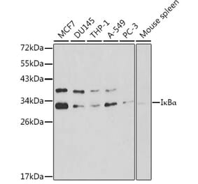 Western Blot - Anti-IKB alpha Antibody (A80427) - Antibodies.com