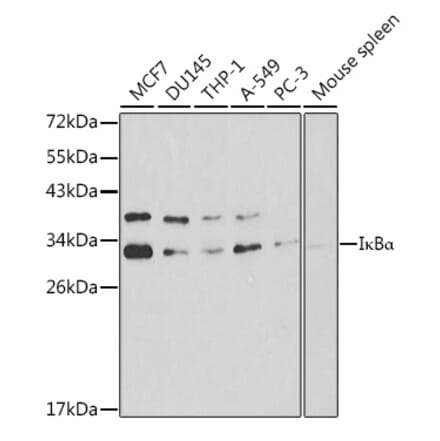 Western Blot - Anti-IKB alpha Antibody (A80427) - Antibodies.com