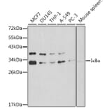 Western Blot - Anti-IKB alpha Antibody (A80427) - Antibodies.com