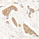 Immunohistochemistry - Anti-IKB alpha Antibody (A80427) - Antibodies.com