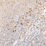 Immunohistochemistry - Anti-IKB alpha Antibody (A80427) - Antibodies.com