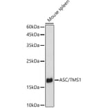 Western Blot - Anti-TMS1 / ASC Antibody (A80429) - Antibodies.com