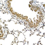 Immunohistochemistry - Anti-TMS1 / ASC Antibody (A80429) - Antibodies.com