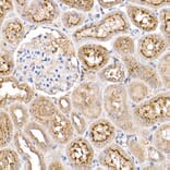Immunohistochemistry - Anti-TMS1 / ASC Antibody (A80429) - Antibodies.com