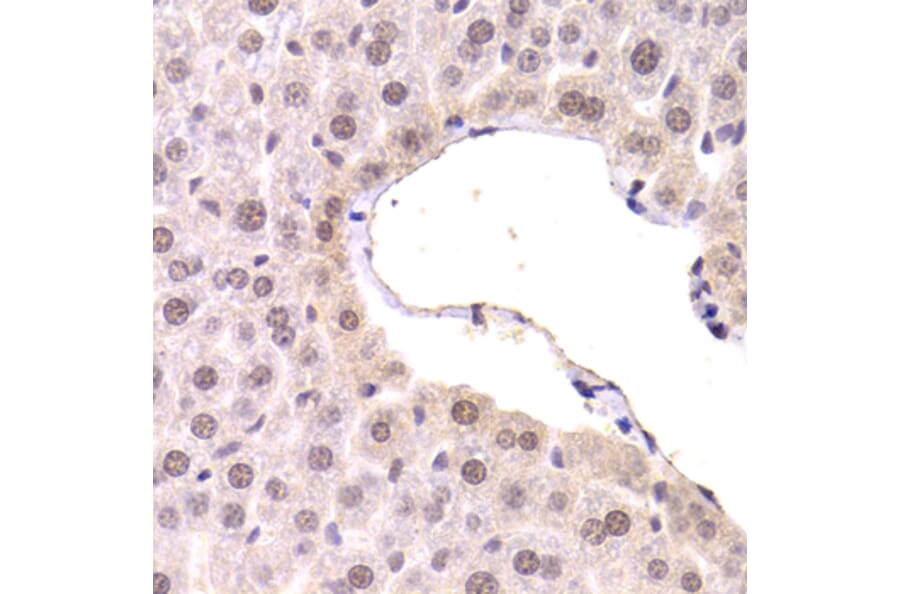 Immunohistochemistry - Anti-CDKN1A Antibody (A11454) - Antibodies.com