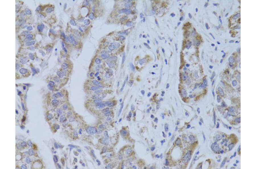 Immunohistochemistry - Anti-CDKN1A Antibody (A11454) - Antibodies.com