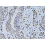 Immunohistochemistry - Anti-CDKN1A Antibody (A11454) - Antibodies.com