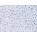 Immunohistochemistry - Anti-CDKN1A Antibody (A11454) - Antibodies.com
