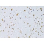 Immunohistochemistry - Anti-CDKN1A Antibody (A11454) - Antibodies.com
