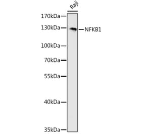 Western Blot - Anti-NFkB p105 / p50 Antibody (A80434) - Antibodies.com