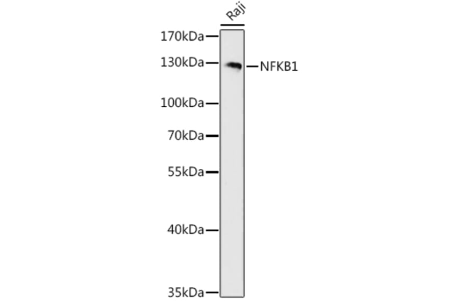 Western Blot - Anti-NFkB p105/p50 Antibody (A80434) - Antibodies.com