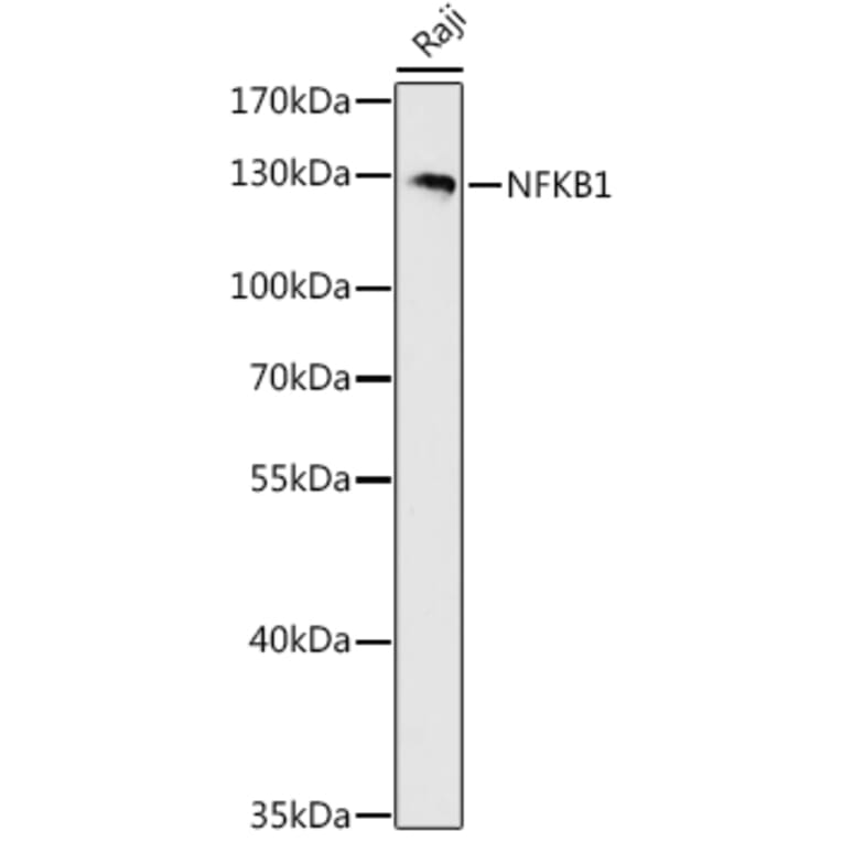 Western Blot - Anti-NFkB p105 / p50 Antibody (A80434) - Antibodies.com