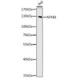 Western Blot - Anti-NFkB p105 / p50 Antibody (A80434) - Antibodies.com