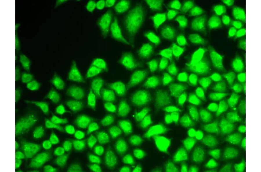 Immunofluorescence - Anti-NFkB p105/p50 Antibody (A80434) - Antibodies.com