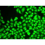 Immunofluorescence - Anti-NFkB p105 / p50 Antibody (A80434) - Antibodies.com