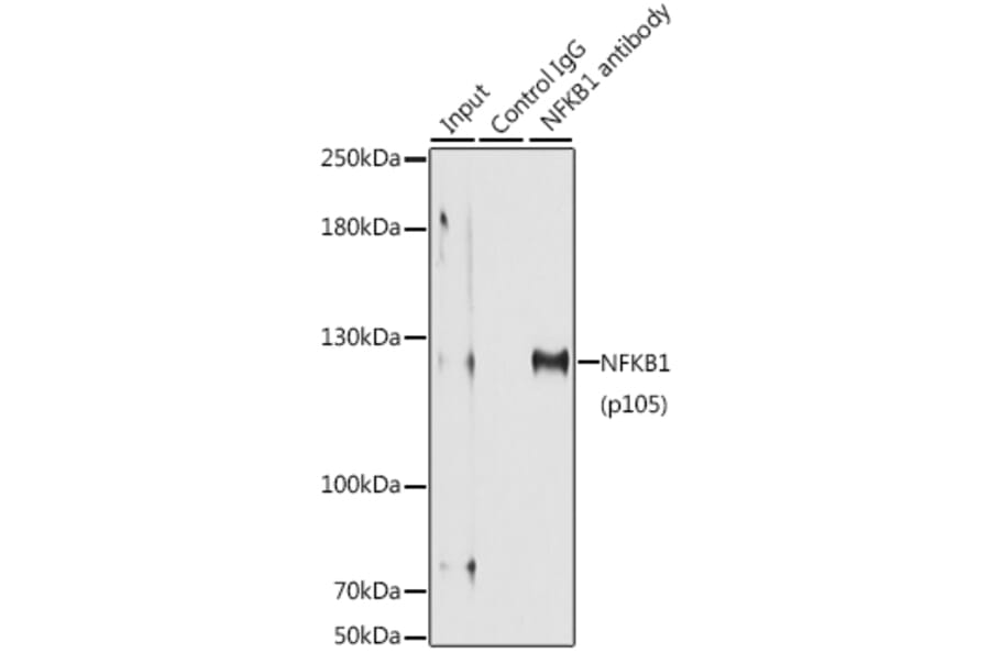 Western Blot - Anti-NFkB p105/p50 Antibody (A80434) - Antibodies.com