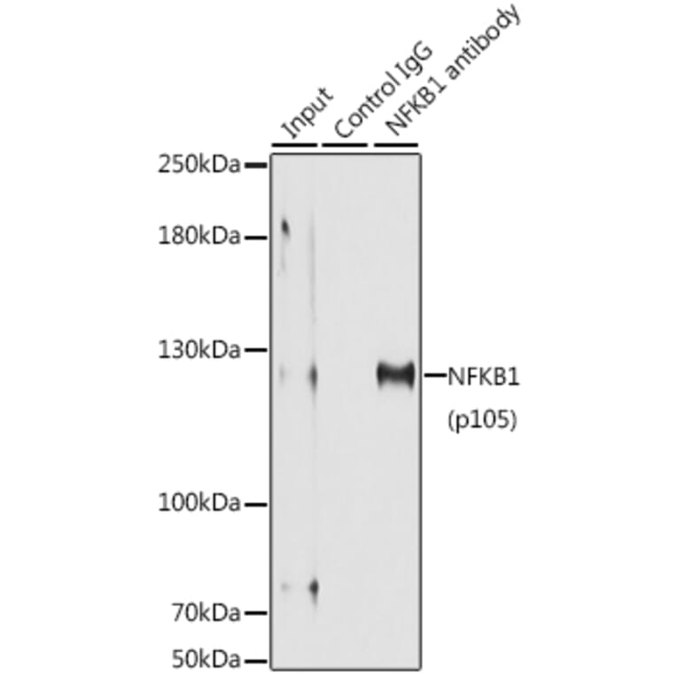 Western Blot - Anti-NFkB p105 / p50 Antibody (A80434) - Antibodies.com