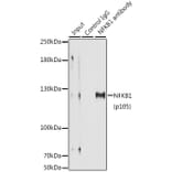 Western Blot - Anti-NFkB p105 / p50 Antibody (A80434) - Antibodies.com