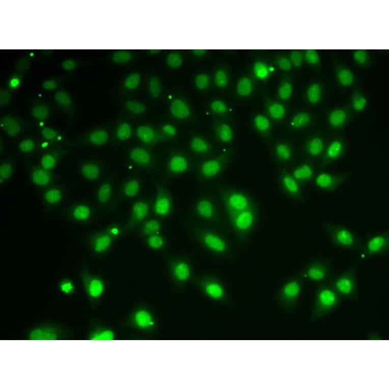 Immunofluorescence - Anti-HDAC5 Antibody (A80436) - Antibodies.com