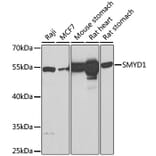 Western Blot - Anti-SMYD1 Antibody (A80437) - Antibodies.com