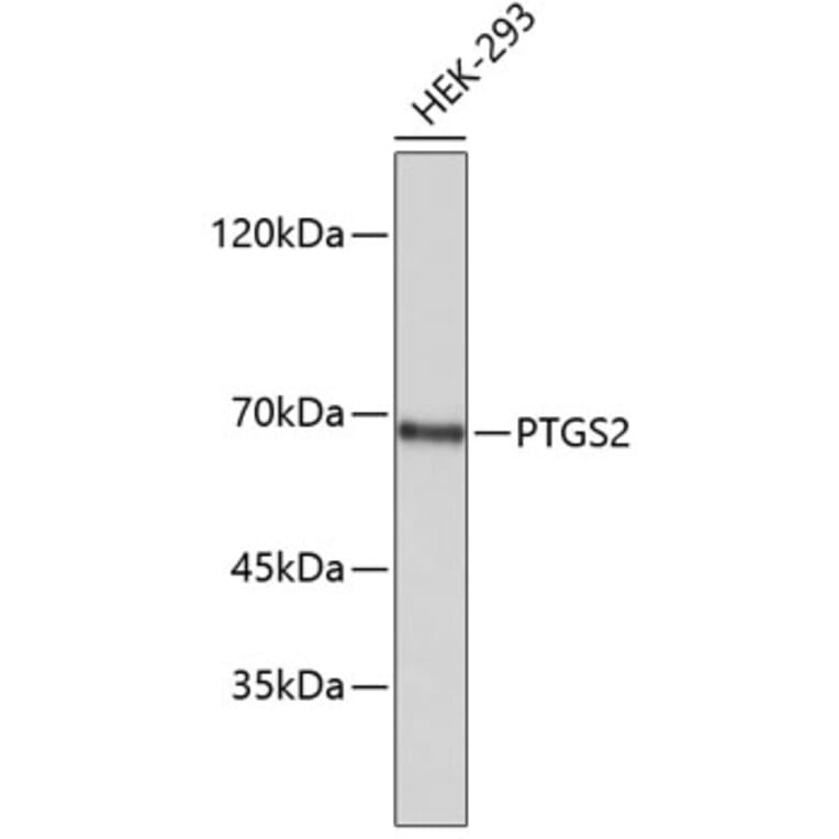 Western Blot - Anti-PTGS2 Antibody (A5787) - Antibodies.com