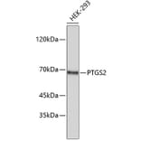 Western Blot - Anti-PTGS2 Antibody (A5787) - Antibodies.com