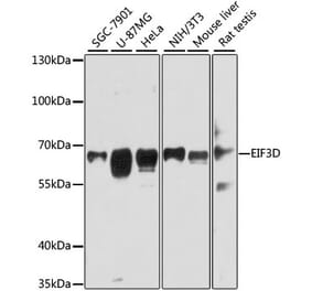 Western Blot - Anti-EIF3D Antibody (A80439) - Antibodies.com