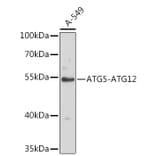 Western Blot - Anti-ATG12 Antibody (A8033) - Antibodies.com