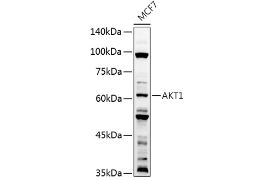 Western Blot - Anti-AKT1 Antibody (A80442) - Antibodies.com