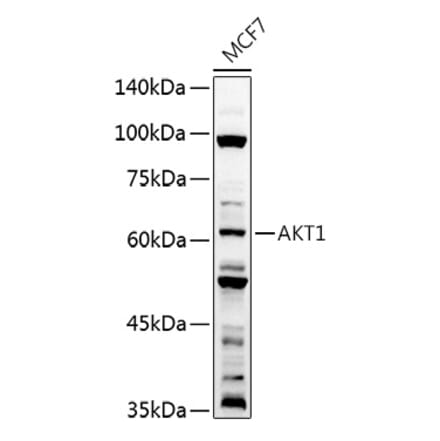Western Blot - Anti-AKT1 Antibody (A80442) - Antibodies.com