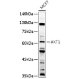 Western Blot - Anti-AKT1 Antibody (A80442) - Antibodies.com