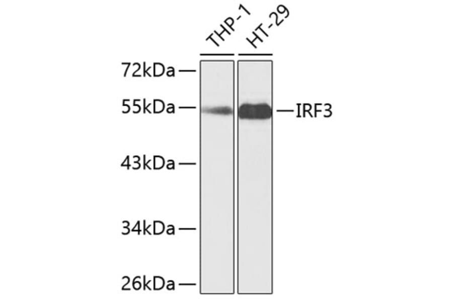 Western Blot - Anti-IRF3 Antibody (A11373) - Antibodies.com