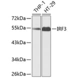 Western Blot - Anti-IRF3 Antibody (A11373) - Antibodies.com
