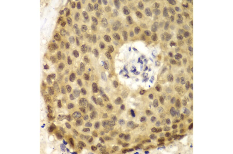 Immunohistochemistry - Anti-IRF3 Antibody (A11373) - Antibodies.com