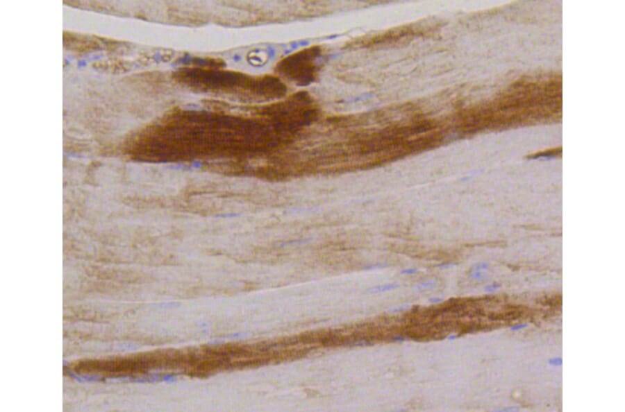 Immunohistochemistry - Anti-GYS1 (phospho S641) Antibody (AP0644) - Antibodies.com