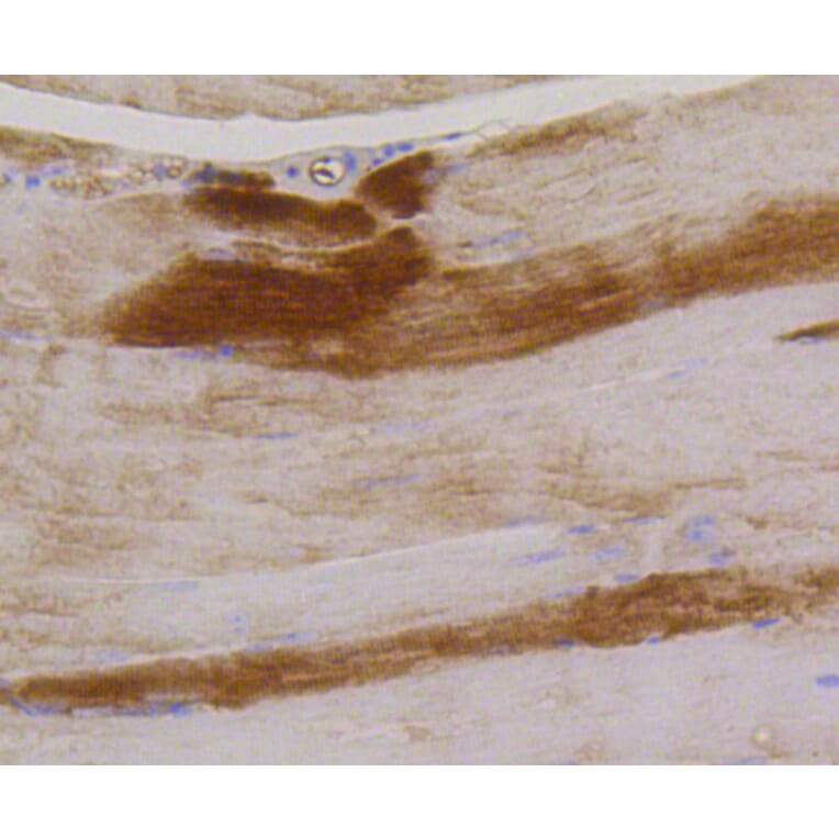 Immunohistochemistry - Anti-GYS1 (phospho S641) Antibody (AP0644) - Antibodies.com