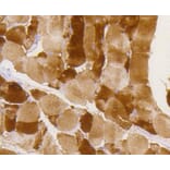 Immunohistochemistry - Anti-GYS1 (phospho S641) Antibody (AP0644) - Antibodies.com