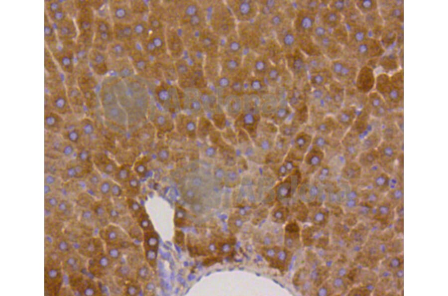Immunohistochemistry - Anti-GYS1 (phospho S641) Antibody (AP0644) - Antibodies.com