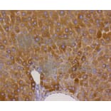 Immunohistochemistry - Anti-GYS1 (phospho S641) Antibody (AP0644) - Antibodies.com
