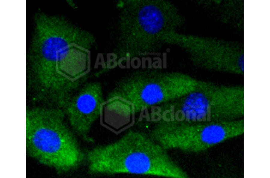 Immunofluorescence - Anti-GYS1 (phospho S641) Antibody (AP0644) - Antibodies.com