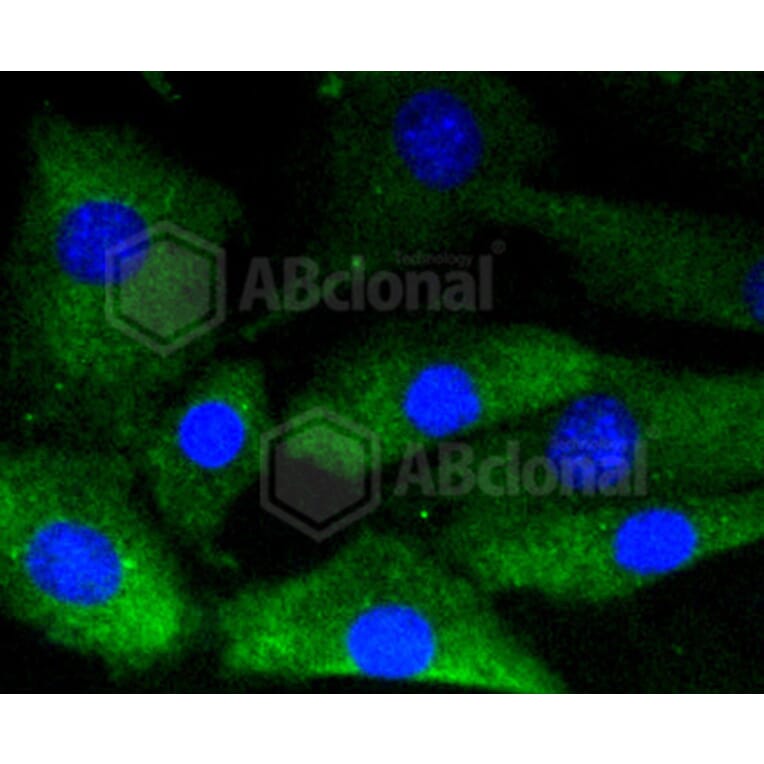 Immunofluorescence - Anti-GYS1 (phospho S641) Antibody (AP0644) - Antibodies.com