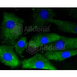 Immunofluorescence - Anti-GYS1 (phospho S641) Antibody (AP0644) - Antibodies.com