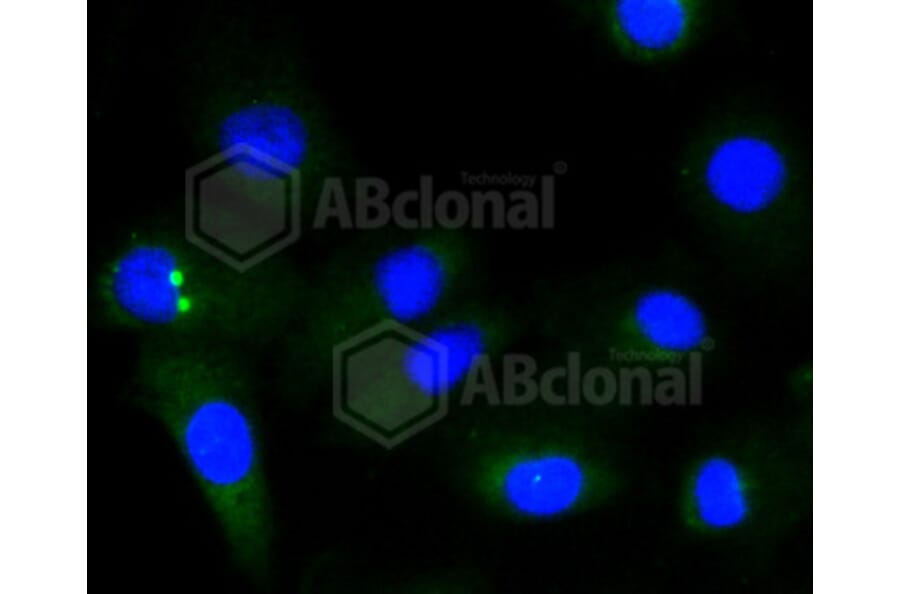 Immunofluorescence - Anti-GYS1 (phospho S641) Antibody (AP0644) - Antibodies.com